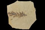 Dawn Redwood (Metasequoia) Fossil - Montana #126637-1
